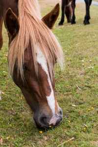 York 03 - New Forest Horses 2