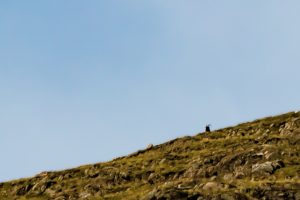 Mountain Sheep above Glencoe