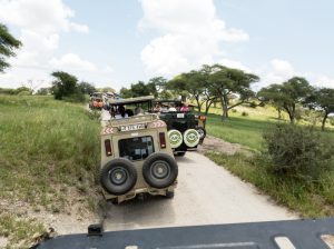 Africa, Tanzania, Tarangire