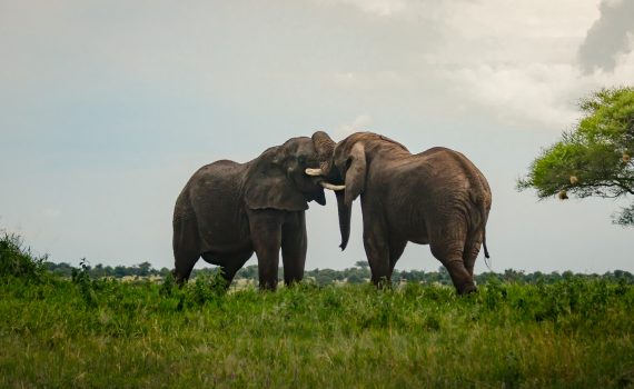 Africa, Elephants, Tanzania, Tarangire