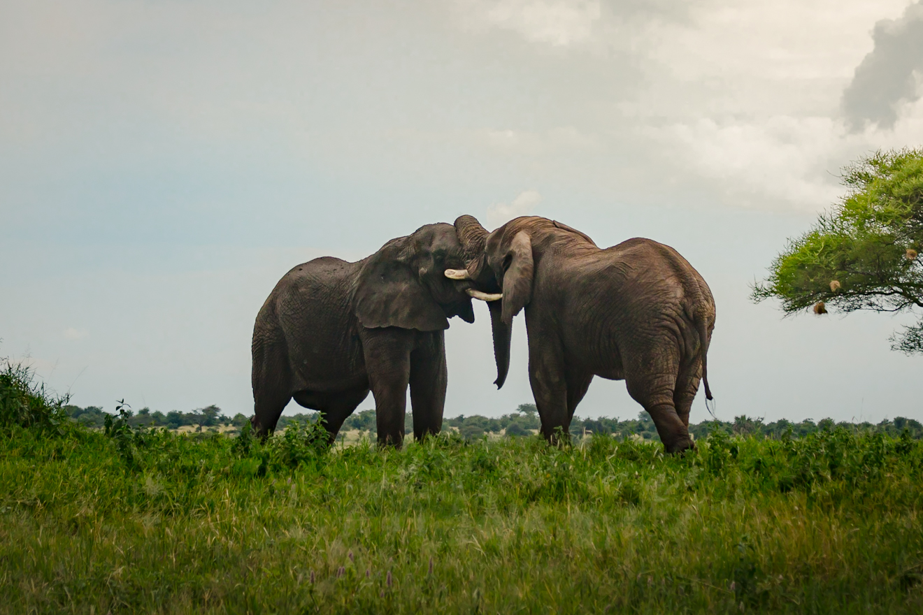 Africa, Elephants, Tanzania, Tarangire