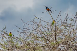 Africa, Birds, Tanzania, Tarangire