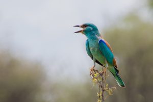 Africa, Birds, Tanzania, Tarangire
