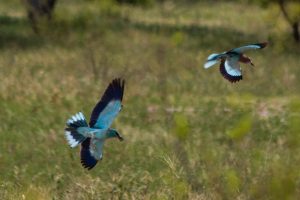 Africa, Birds, Tanzania, Tarangire