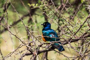 Africa, Birds, Tanzania, Tarangire