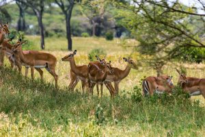 Africa, Impala, Tanzania, Tarangire