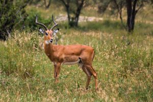 Africa, Impala, Tanzania, Tarangire