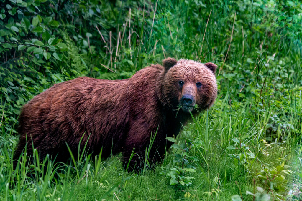 Alaska, icy Strait Point