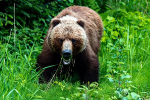 Alaska, icy Strait Point