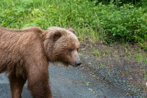 Alaska, icy Strait Point