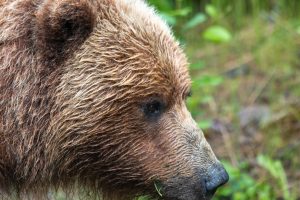 Alaska, icy Strait Point